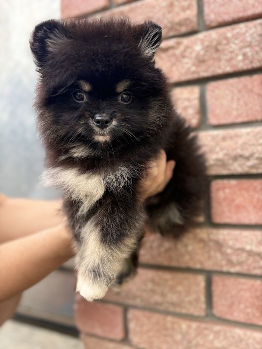 Хлопчина козак шпіц