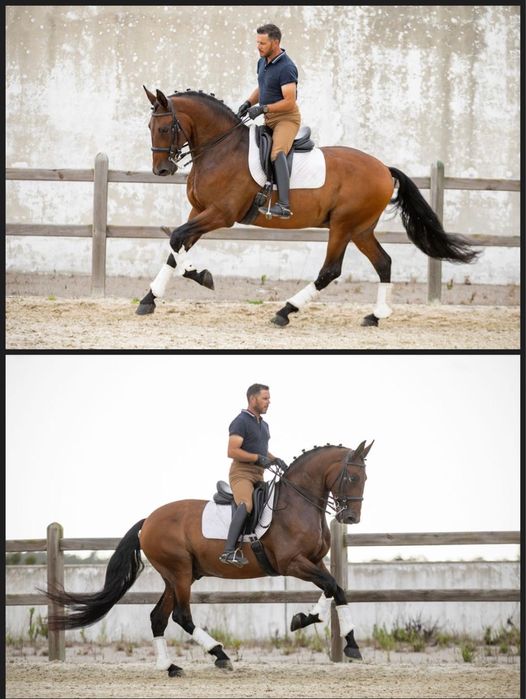 Incenso AR Puro Sangue Lusitano