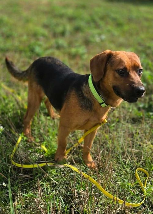 Fajny, młody, wesoły Figo poleca się do adopcji.