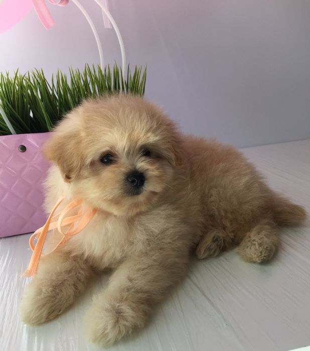 Помапу — 4 пухнасті принцеси шукають новий дім