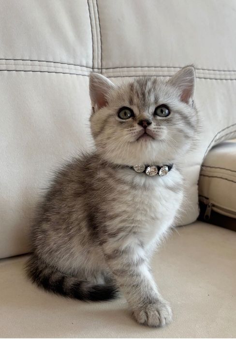 Британське кошеня.