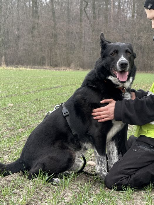 KORNEL do pilnej adopcji!