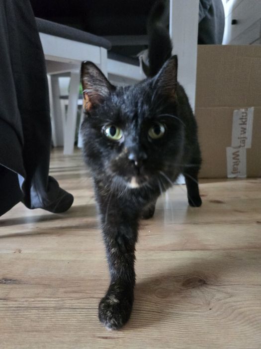 Trojłapka poleca się do adopcji