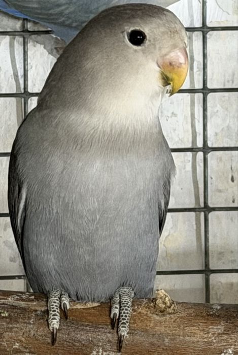 Agapornis Roseicollis machos