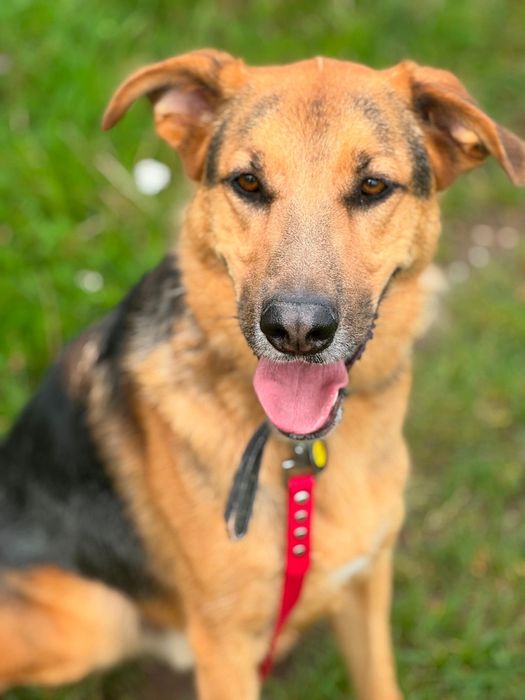 Bandi do adopcji