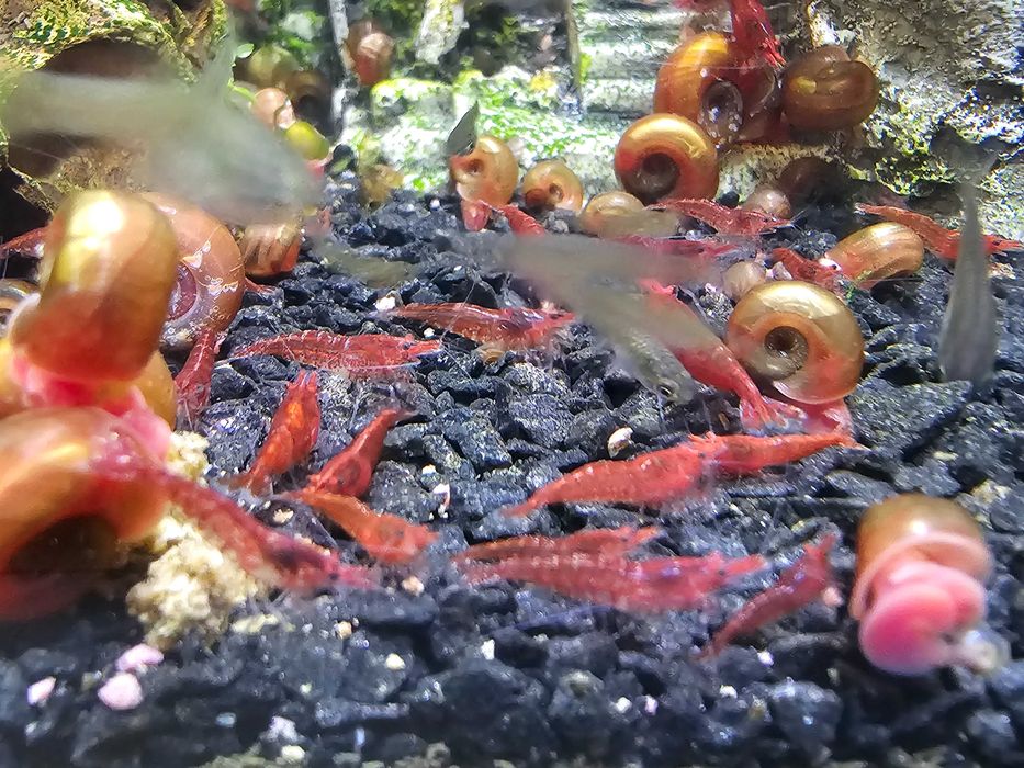 Camarões Red Cherry fire red