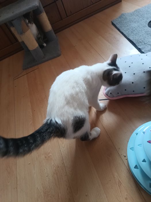 Kropek kocurek pięć miesięcy zdrowy