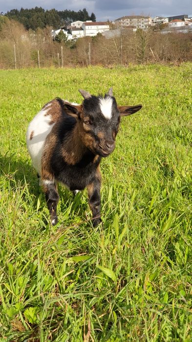 Cabras micro anãs