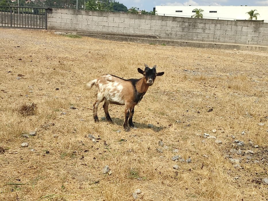 Cabrito Anão - 5 Meses