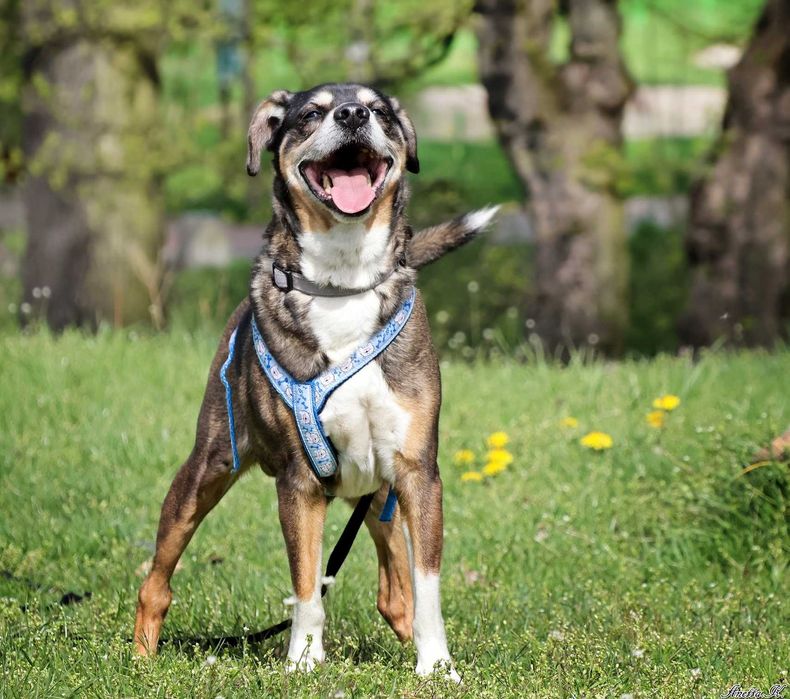 Wspaniały staruszek DOMEL czeka na dom!