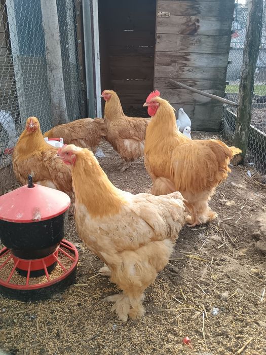 Sprzedam jajka lęgowe kochin olbrzymi