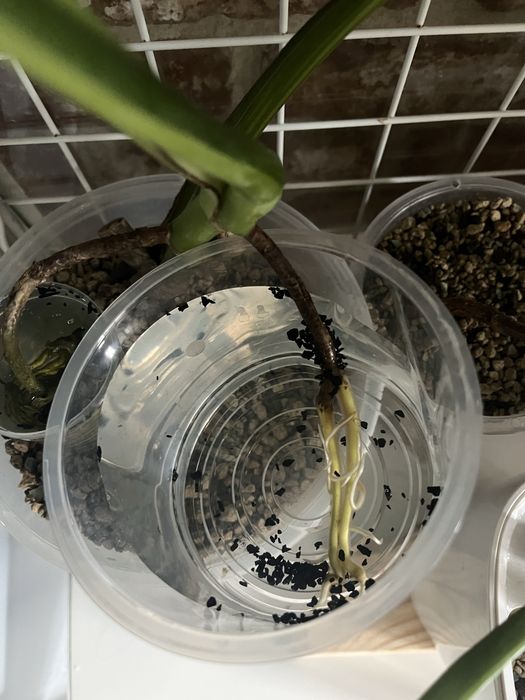 Monstera Green on green - kolekcjonerska, 3 listny szczyt LF