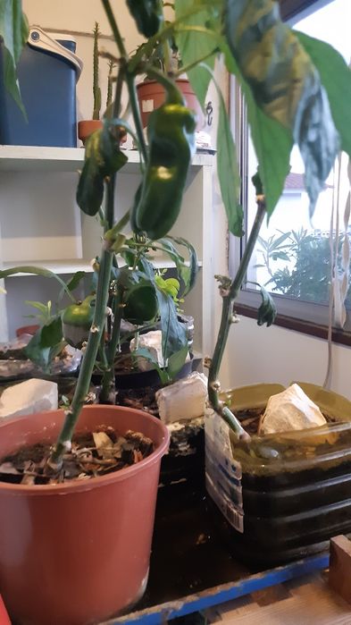 Pimenteiros vareados