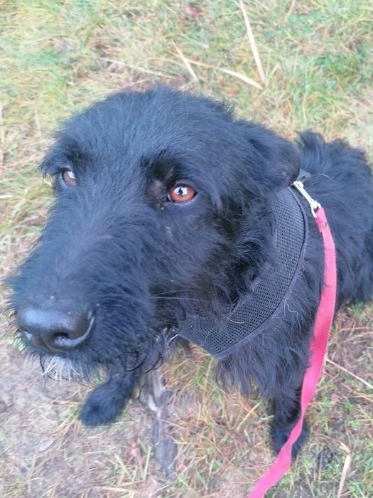 WĘGIELEK młody energiczny piesek szuka domu