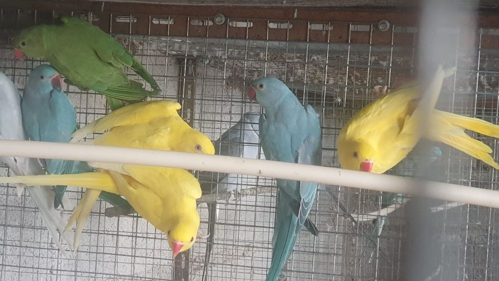 Vendo ring necks
