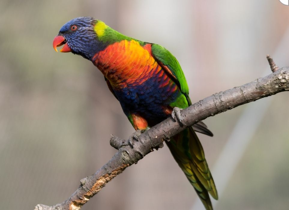 Casal de loris e gaiola grande de paoagaio nova 2 meses