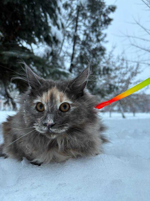 Остання з виводку Кішечка мейн кун Зі всіма документами та обробками