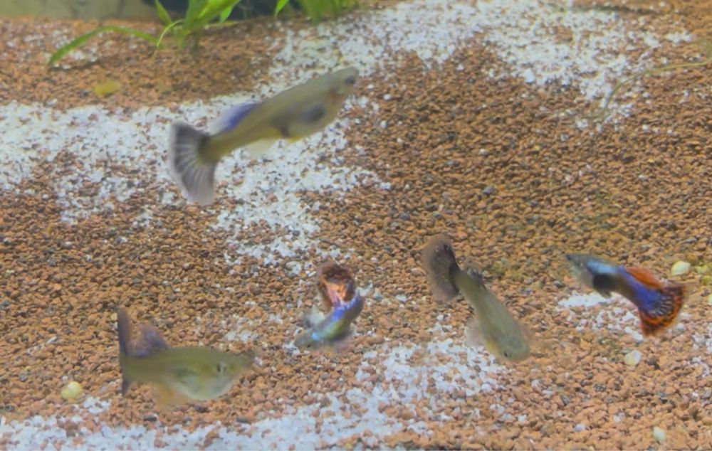 Guppy Dumbo Red Mosaic linhagem (casal)