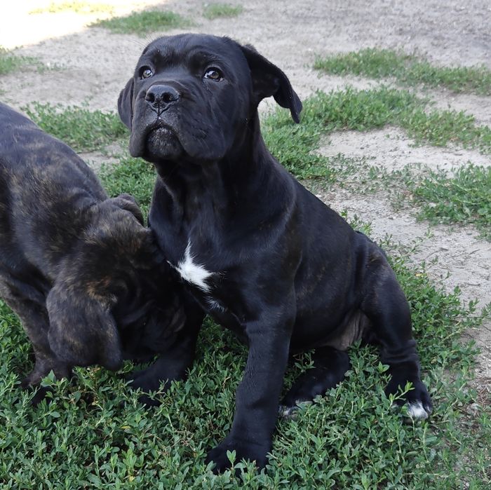 Cane Corso Italiano suczka czarna pręgowana