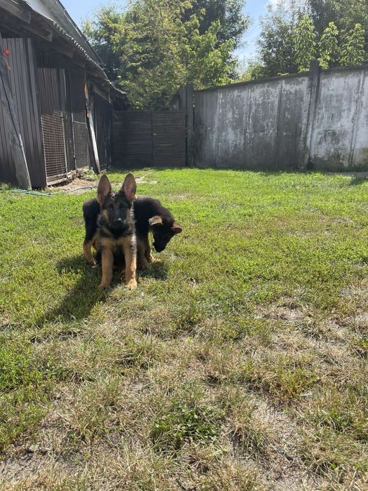 Маємо  таких красунчиків