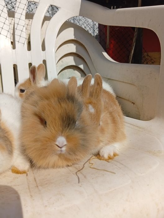 Coelhos anões já a comer sozinhos
