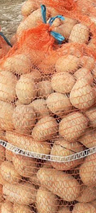 Ziemniaki jadalne gwiazdy