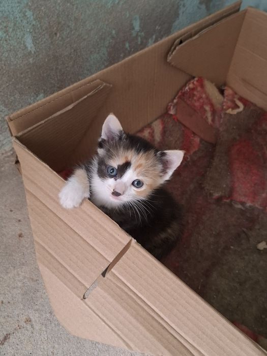 Animais para adopção
