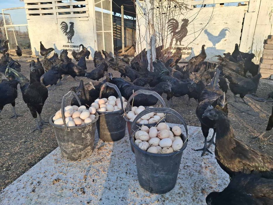 Нковационный яйца  Аям симани