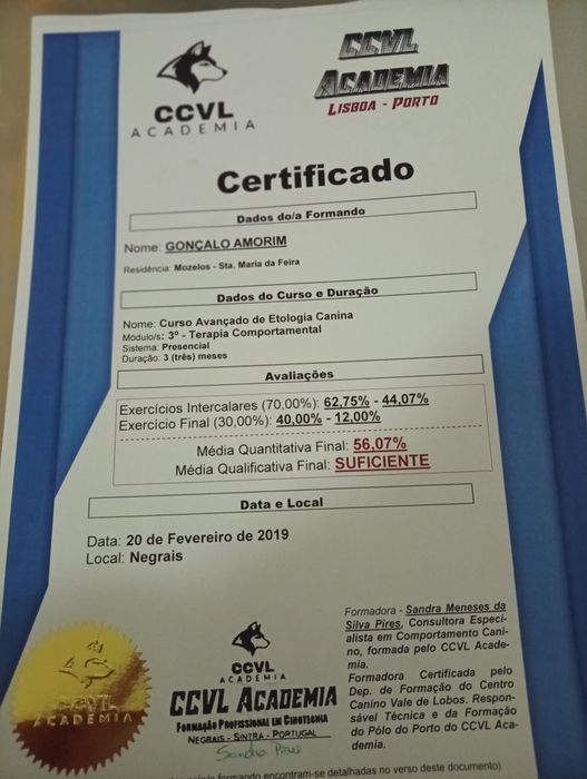 Treino canino GA