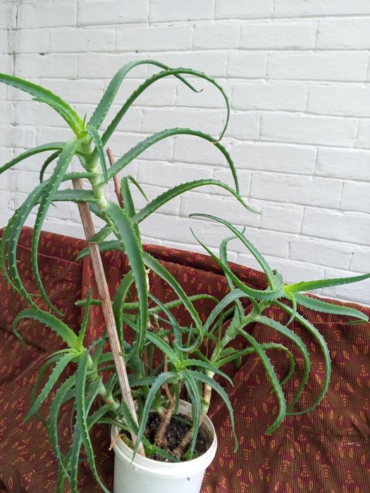 Продам кімнатну лілію і різак