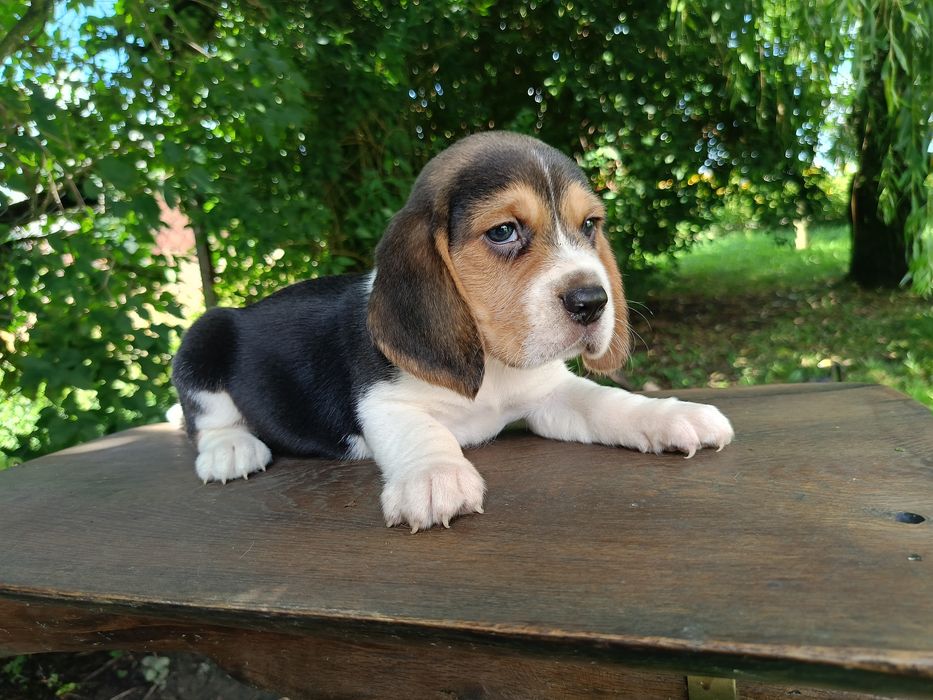 Szczenię Beagle rasowe