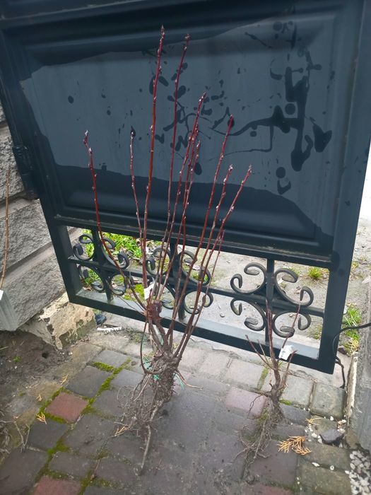 Ірга Канадська крупноплідна і Ханнівуд (трирічні і однорічні саджанці)