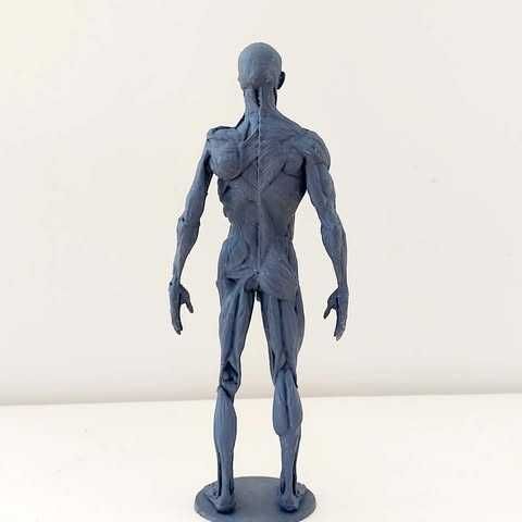 Figura imprimida de Anatomia Humana 3D Completa