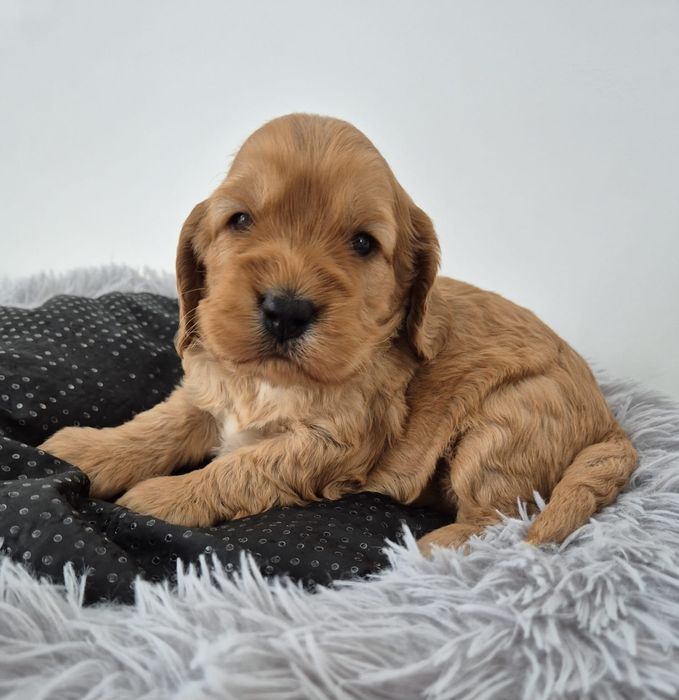 Cockapoo f1 Cocker spaniel & Pudel