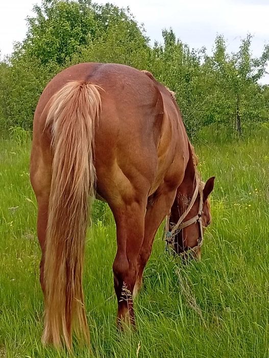 Продам спокійну кобилу