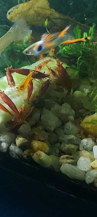 Аквариумные растения, креветки,  гуппи Эндлера