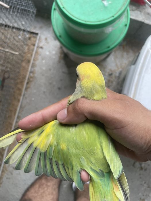 agapornis roseicollis jovem