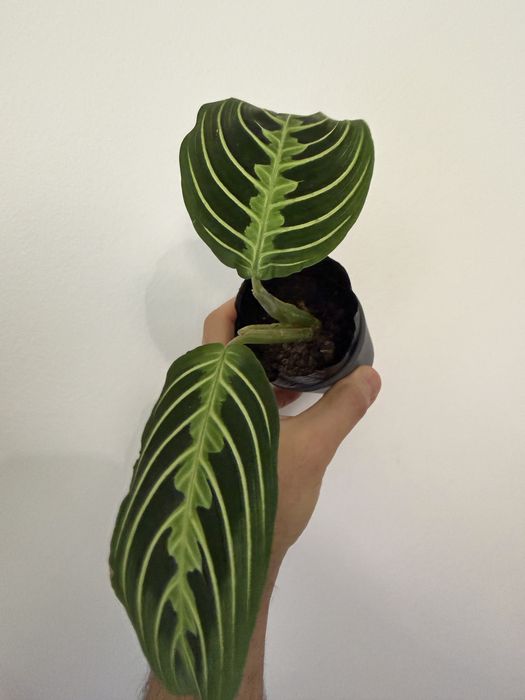 Marantas diversas ( lime, albo, light veins, cat mustache)