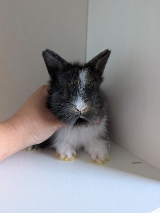Królik karzełek, mini lop, miniaturka