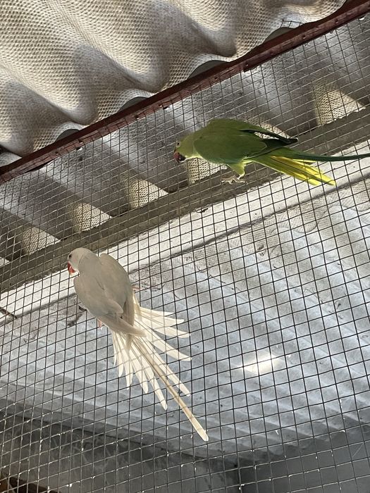 Dois casais Ring neck adultos