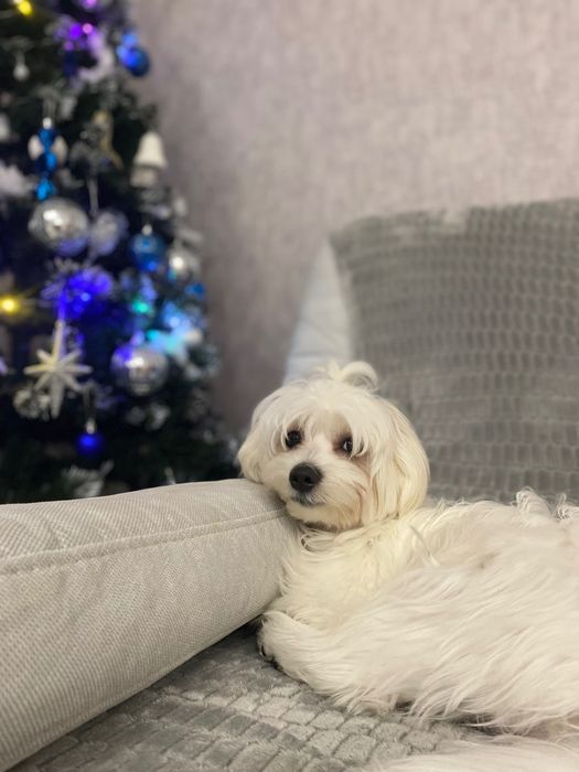 Мальтійська болонка (мальтезе) хлопчик