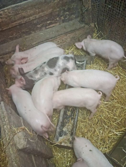 Продам малих поросят