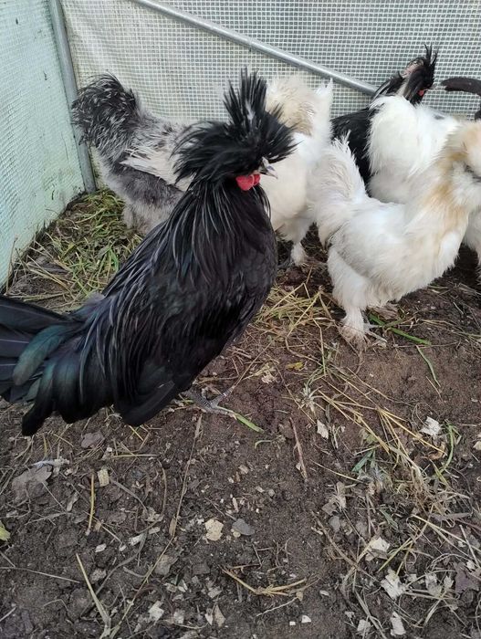 Kogut silka kogut bialoczuba