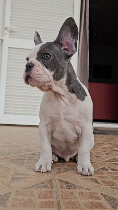 Bulldog Francês Blue Pied