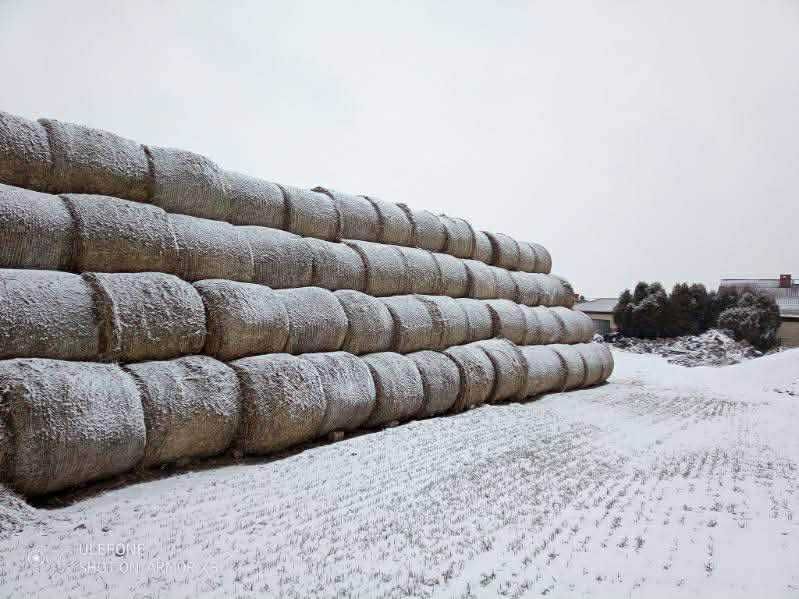 Słoma pszenna 65 125x125 (400 snopków)