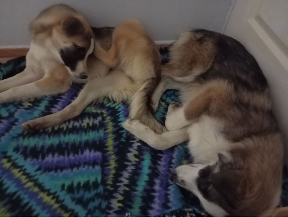 Собаки метиси шукають дім