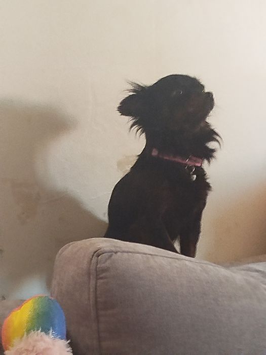 Chihuahua lindíssima