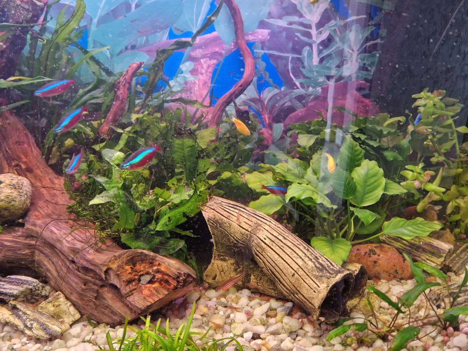 Krewetki Red cherry, Orange