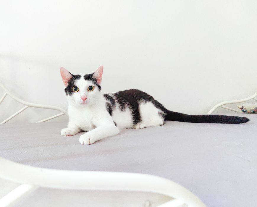 Kot do adopcji - MAKAIA, 1 rok