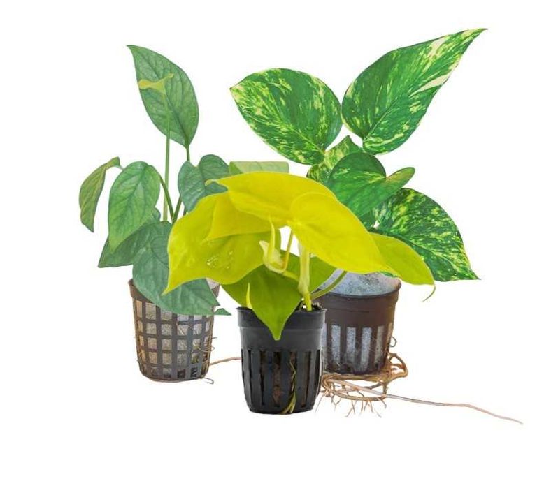 Pack de plantas pothos 3x (Epipremnum) Terrários répteis Paludários